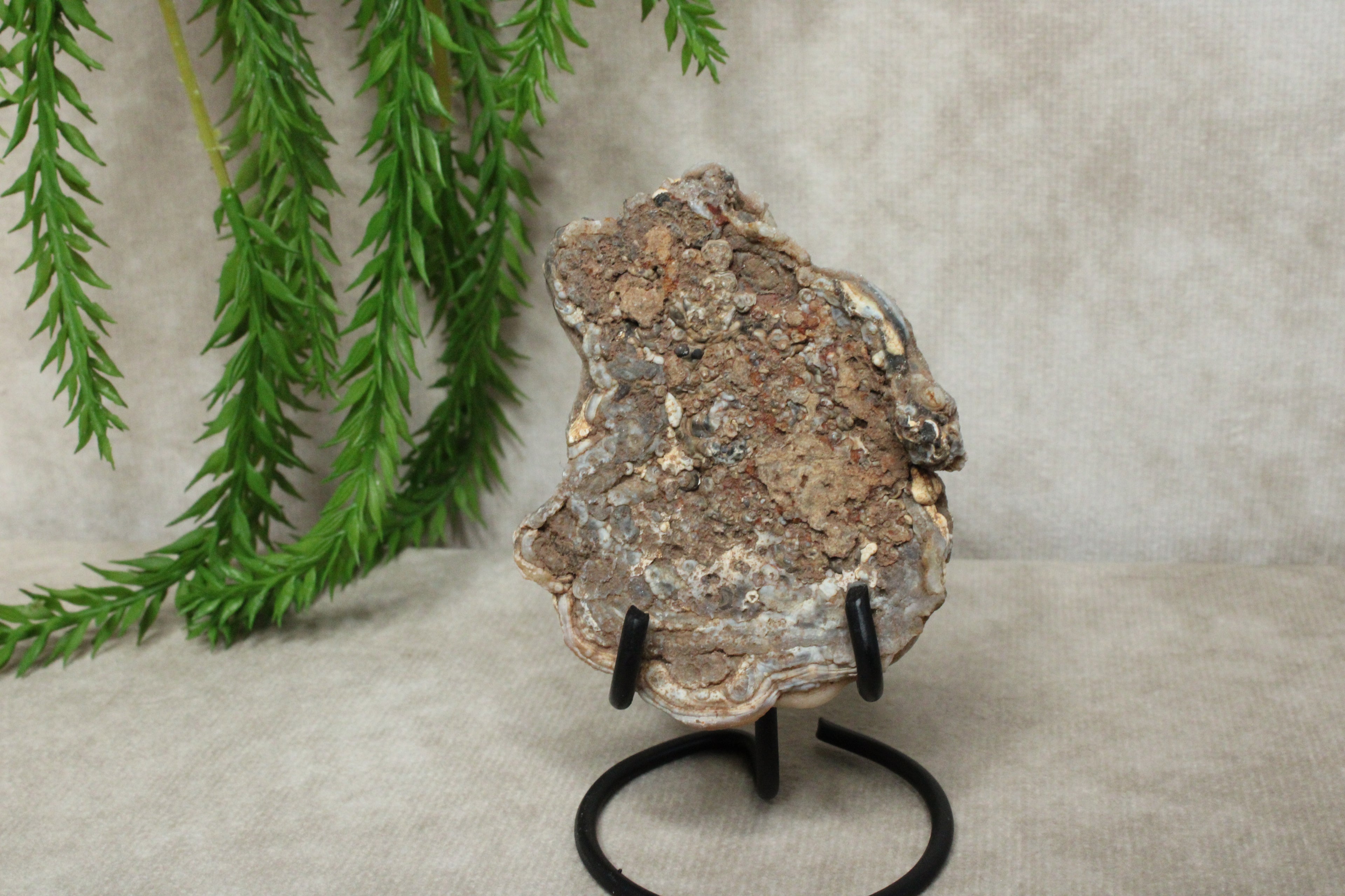 Chalcedoon roos