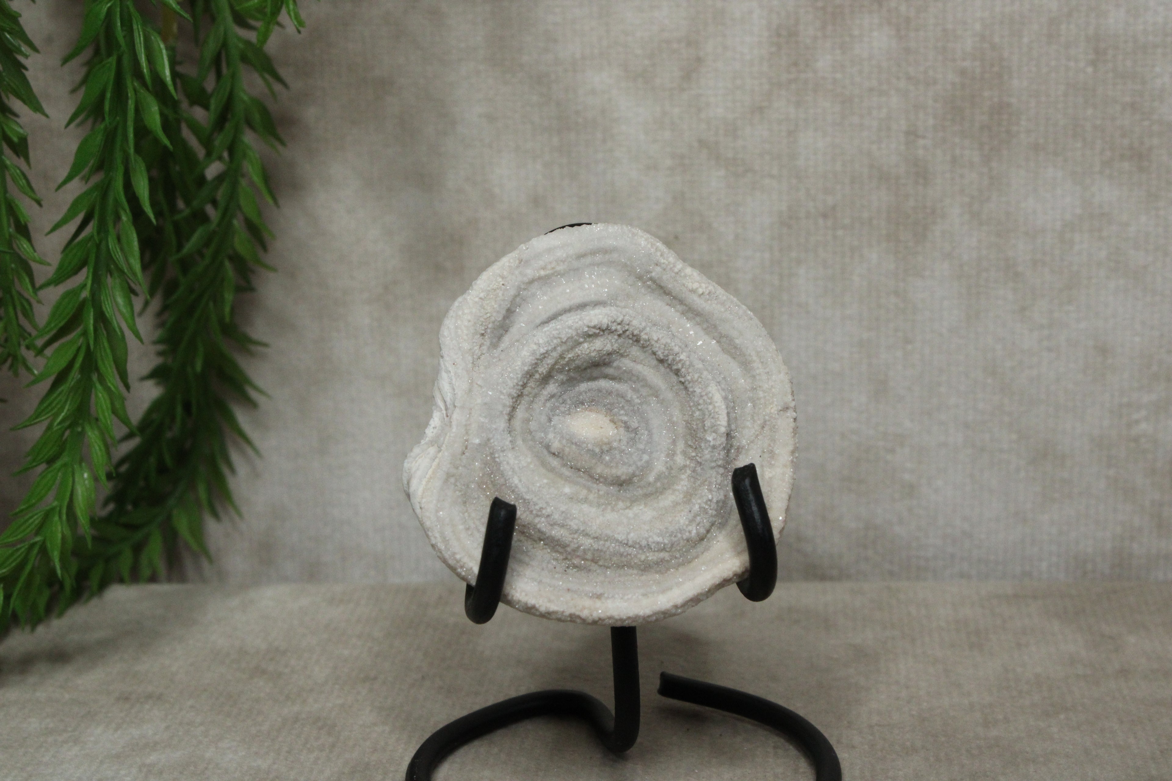 Chalcedoon roos