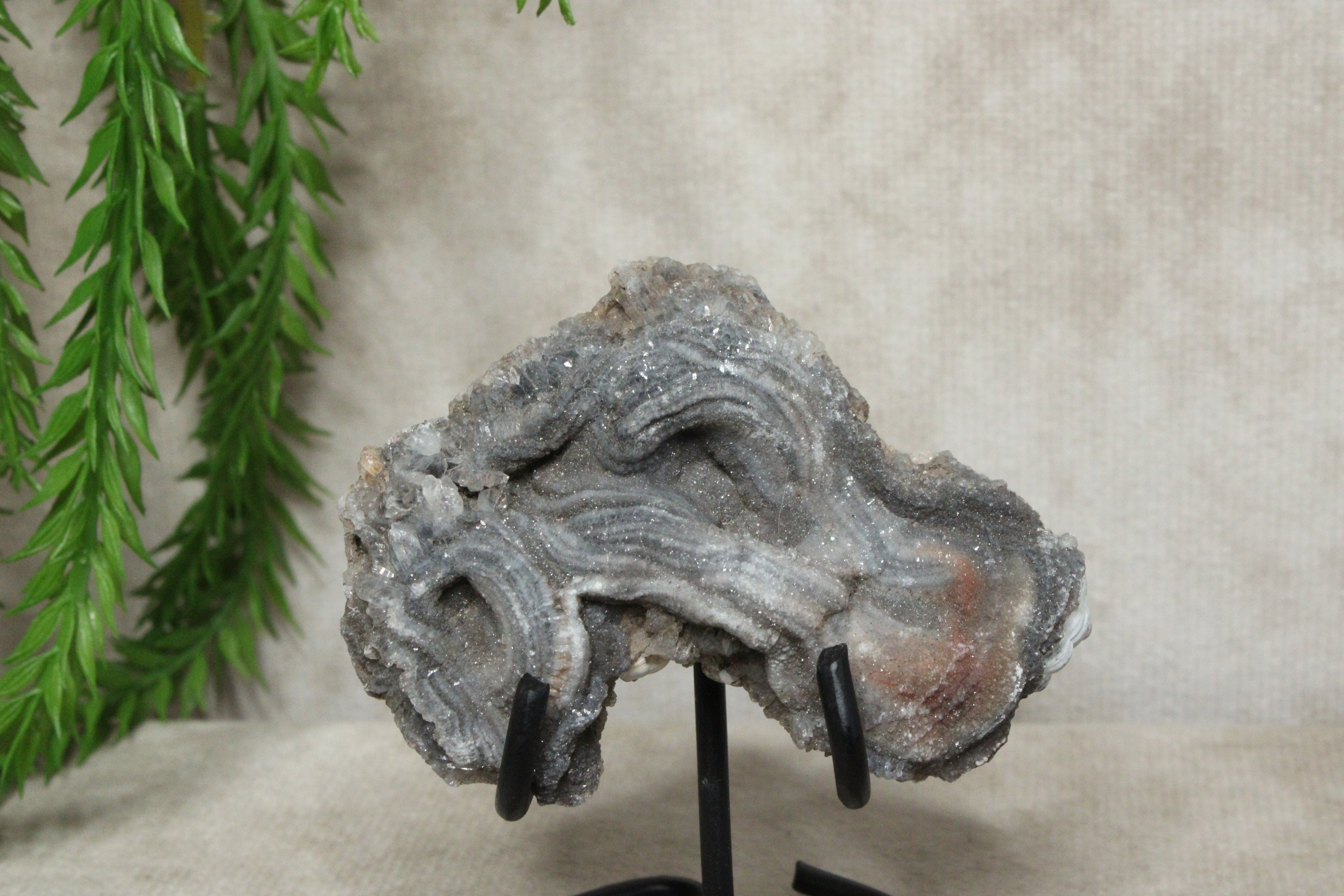 Chalcedoon roos