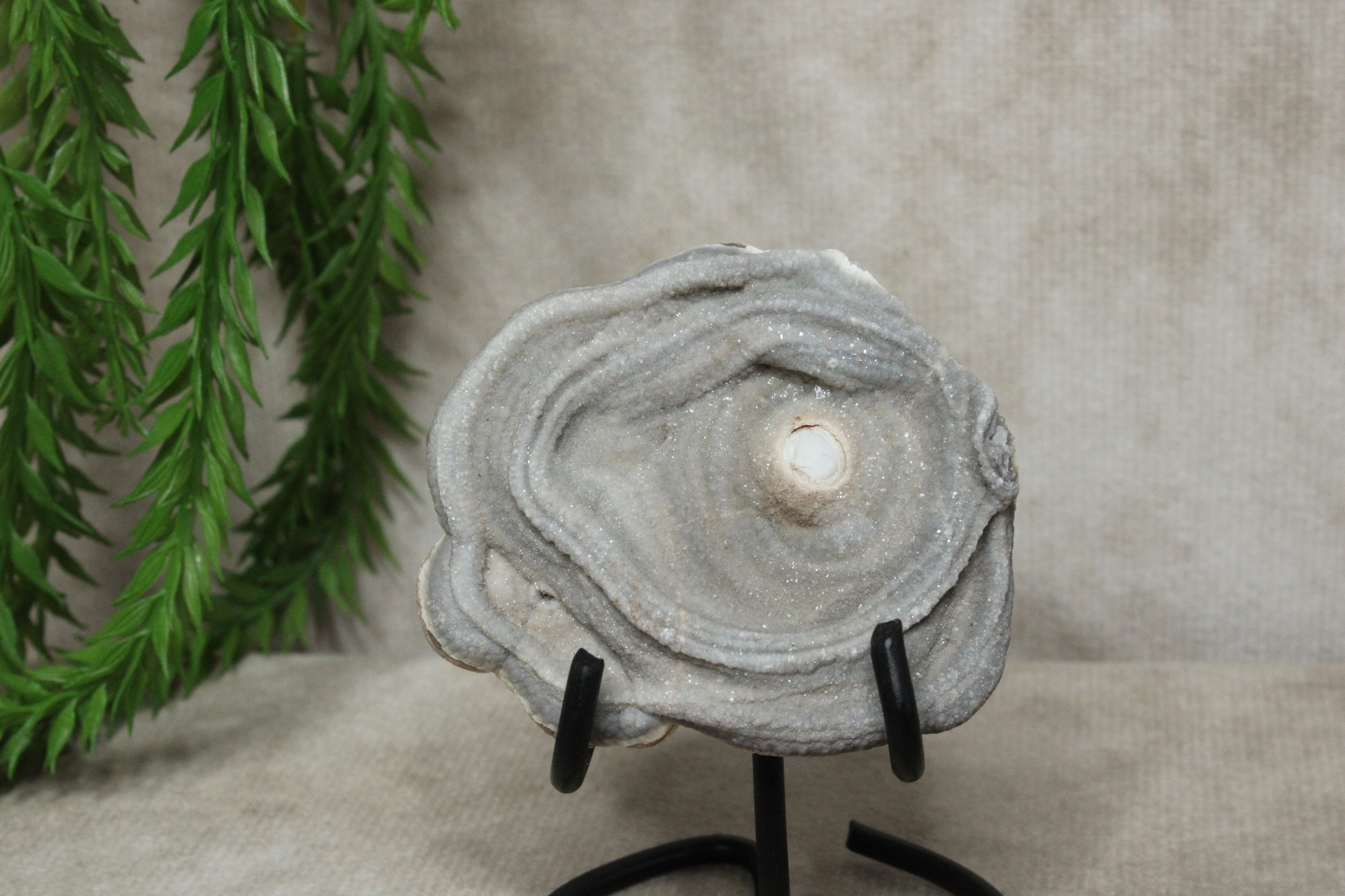 Chalcedoon roos