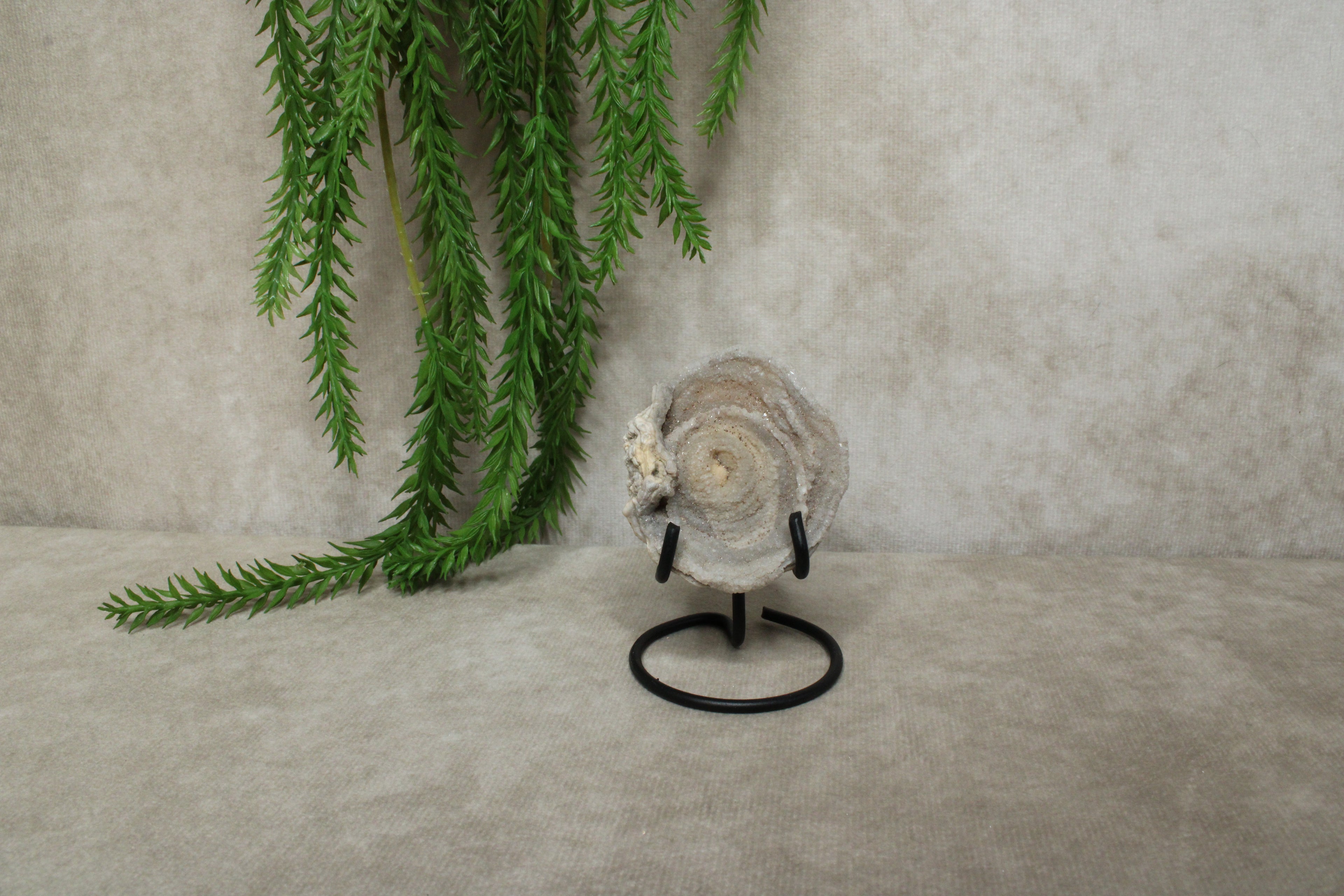 Chalcedoon roos