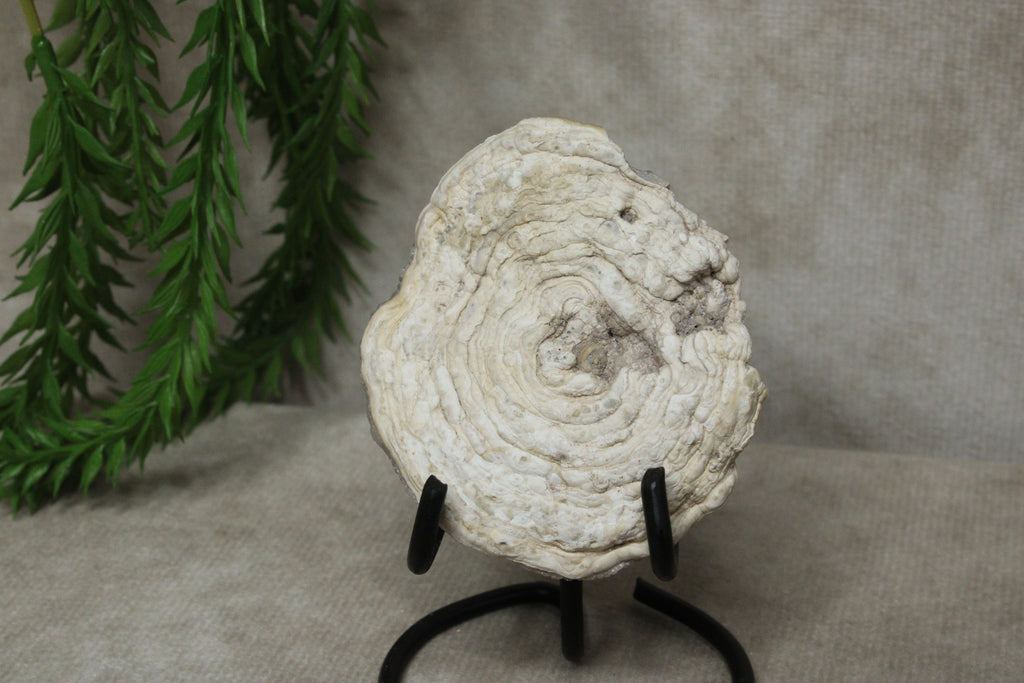 Chalcedoon roos