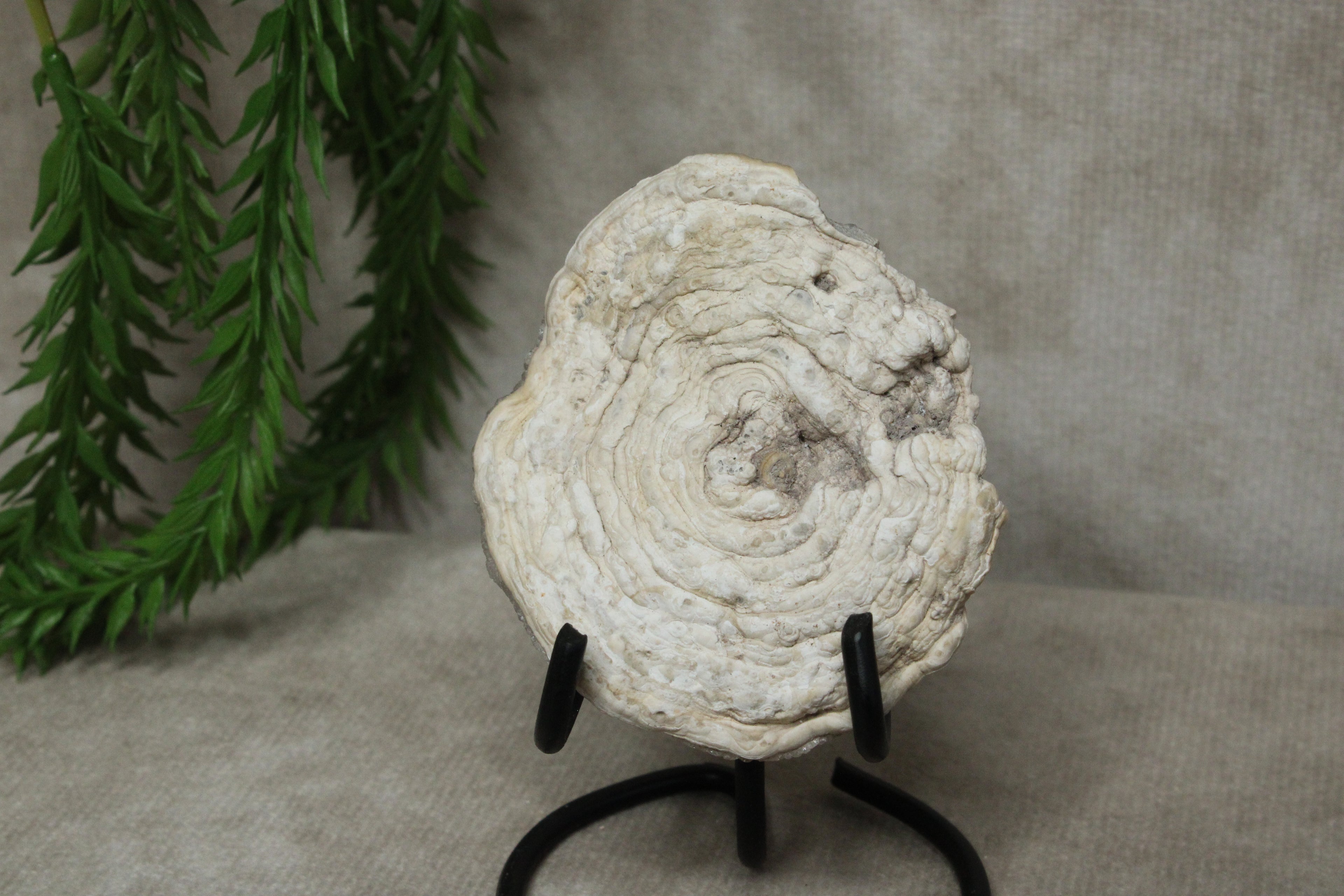 Chalcedoon roos