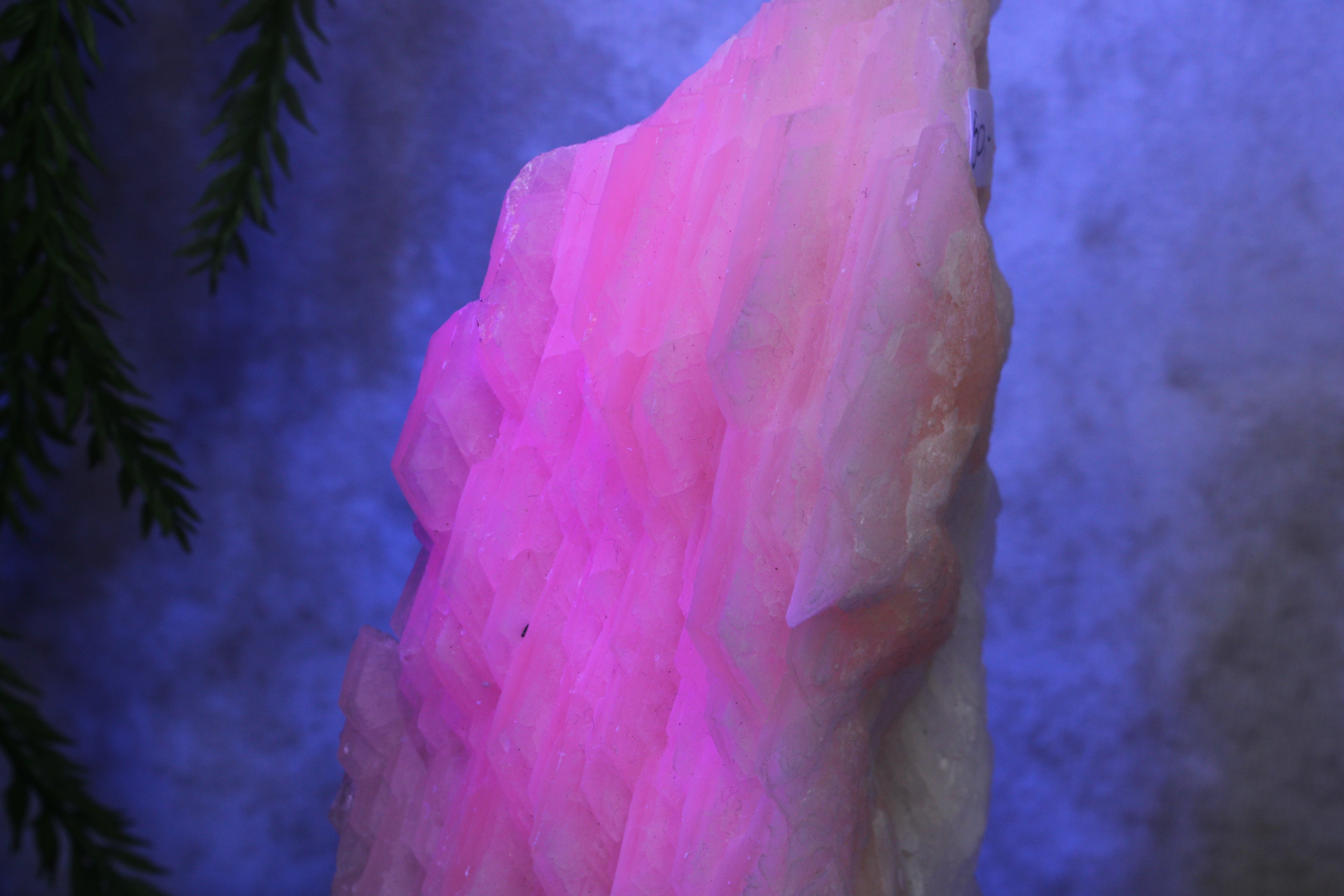 Calciet cluster FEL ROZE