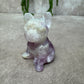Franse bulldog fluoriet