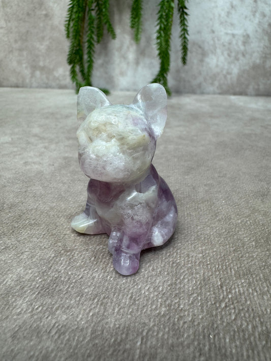 Franse bulldog fluoriet