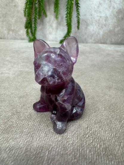 Franse bulldog fluoriet
