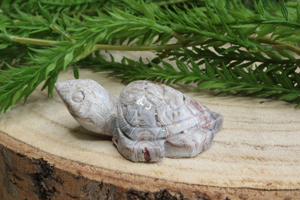 Crazy lace agaat schildpad