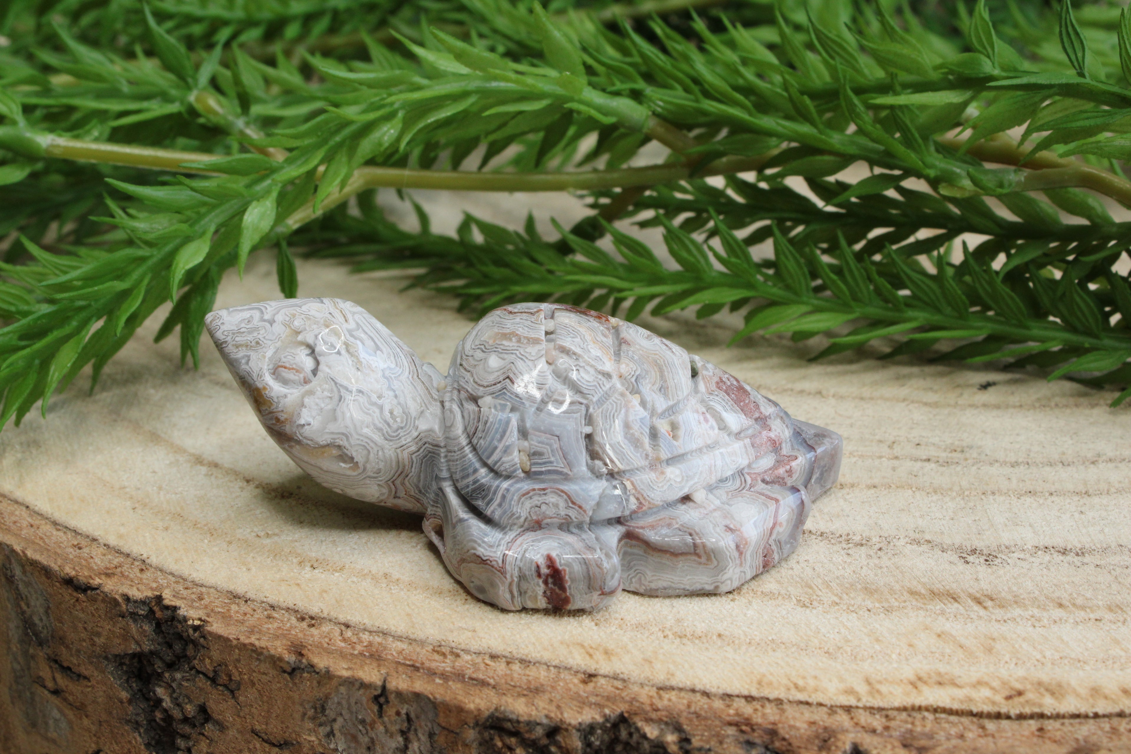 Crazy lace agaat schildpad