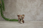 Nine-Tailed Fox mini