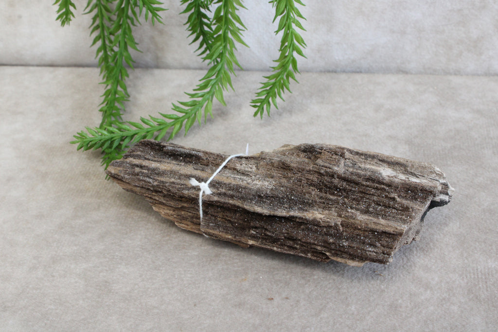 Versteend hout #6