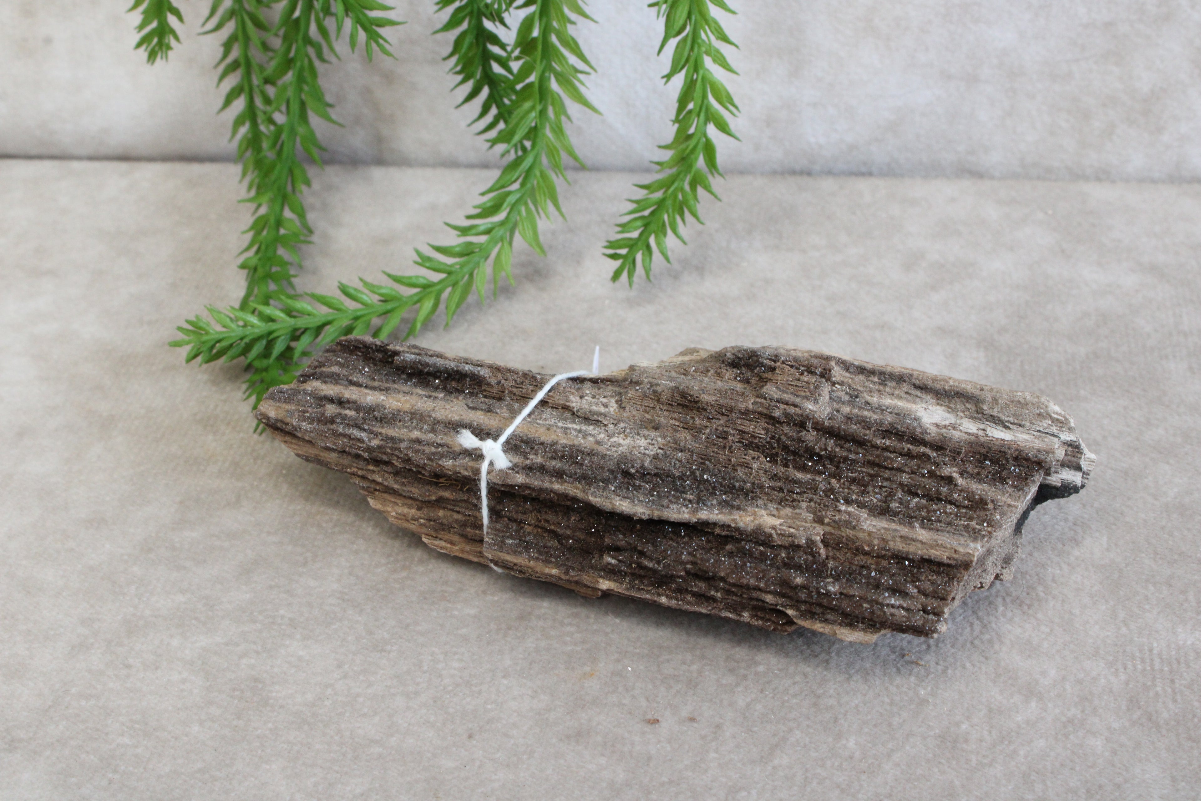 Versteend hout #6