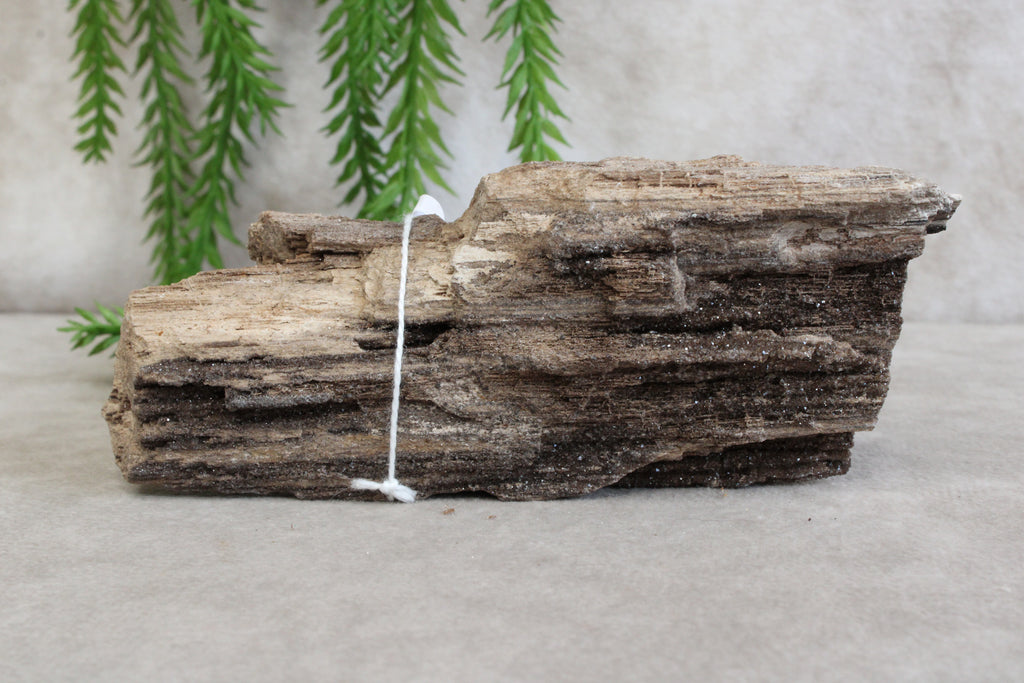 Versteend hout #6