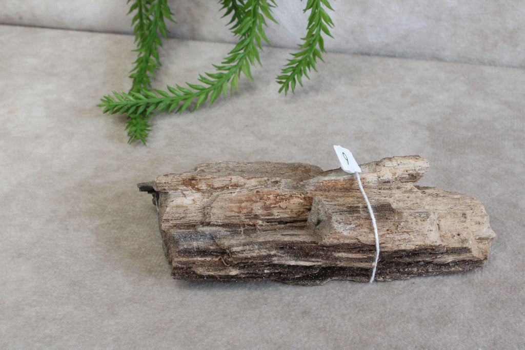 Versteend hout #6