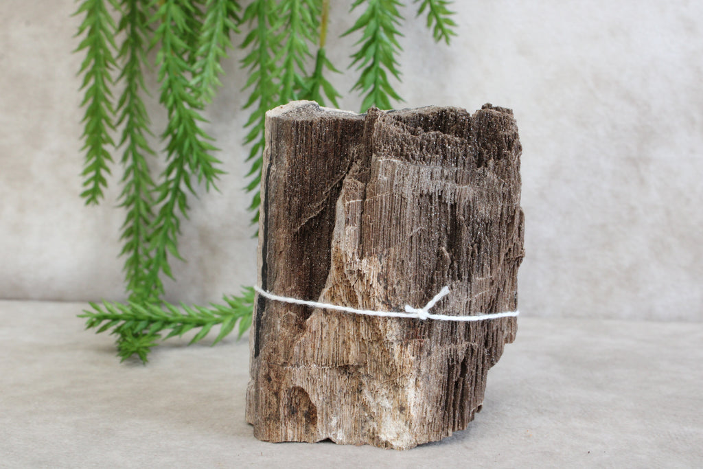 Versteend hout #7
