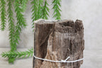 Versteend hout #7