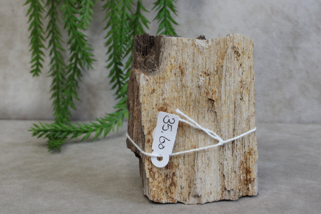 Versteend hout #7