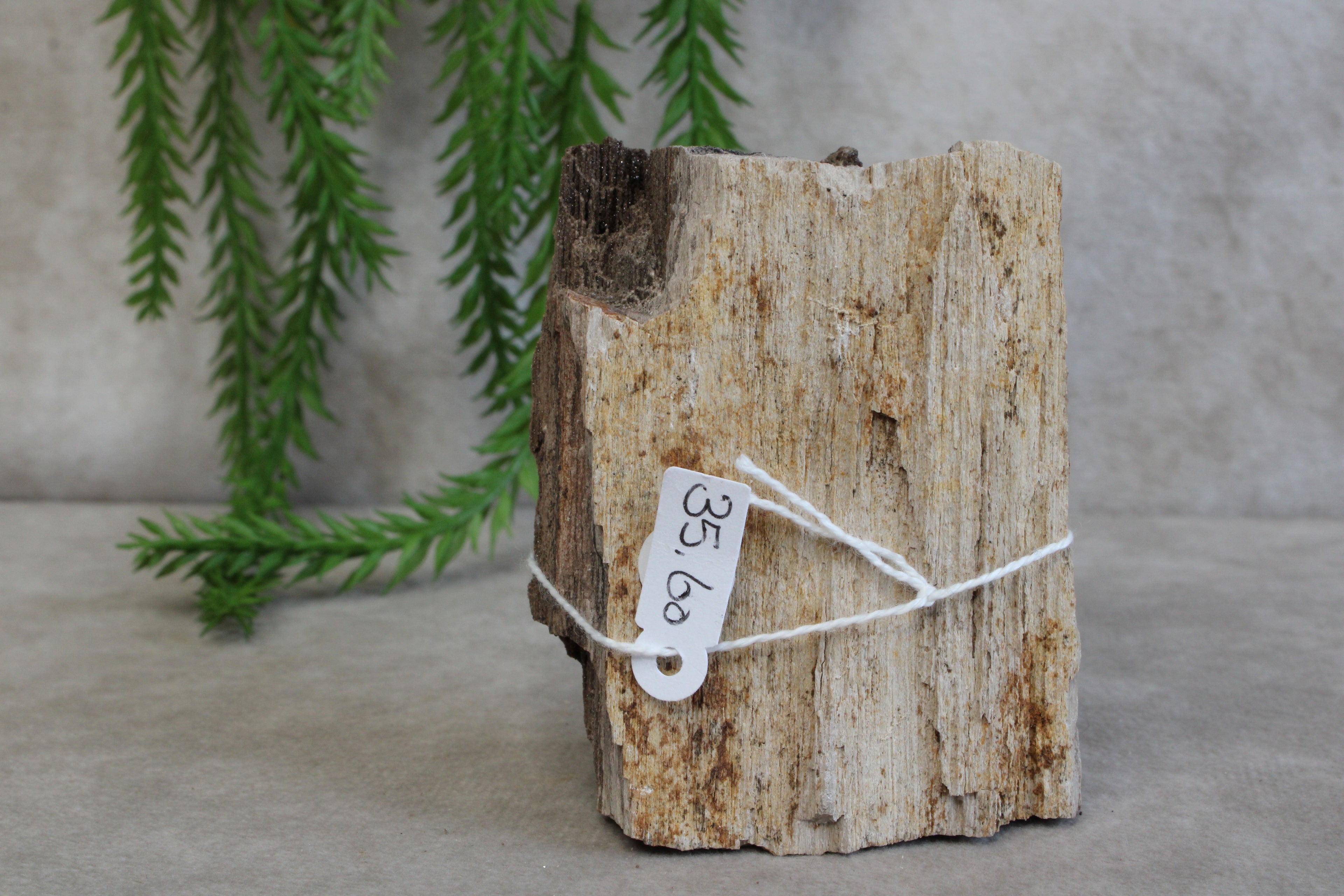 Versteend hout #7