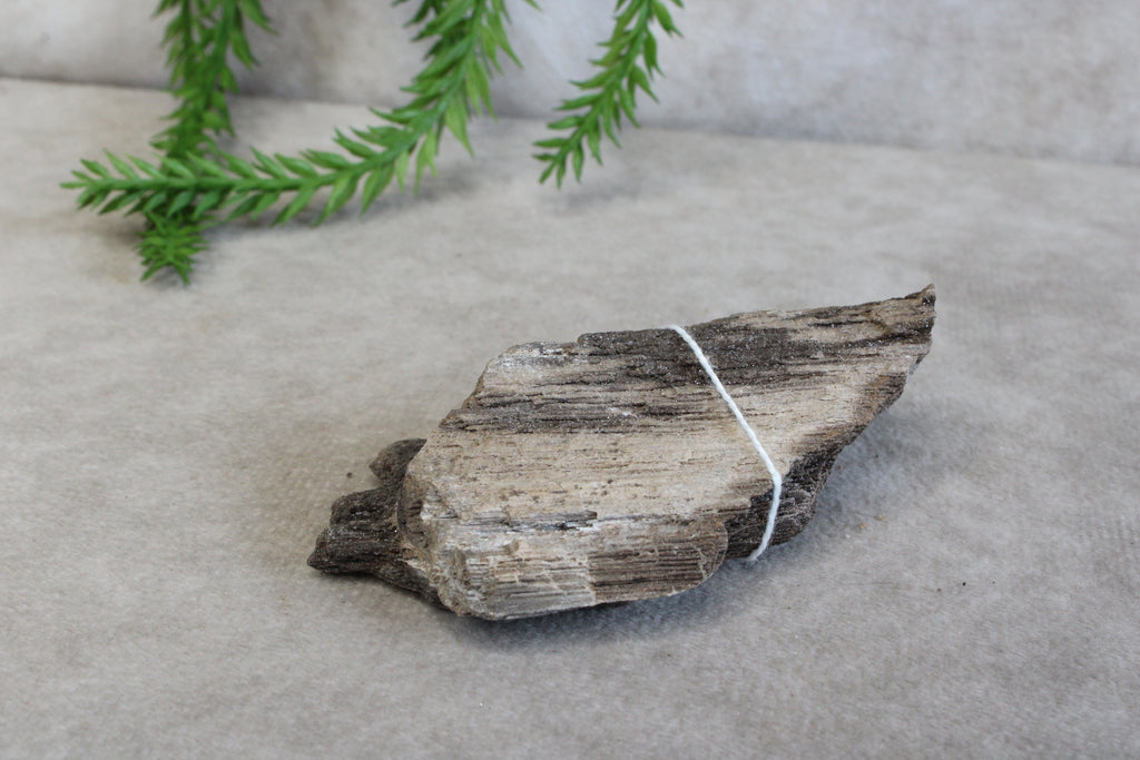 Versteend hout #8
