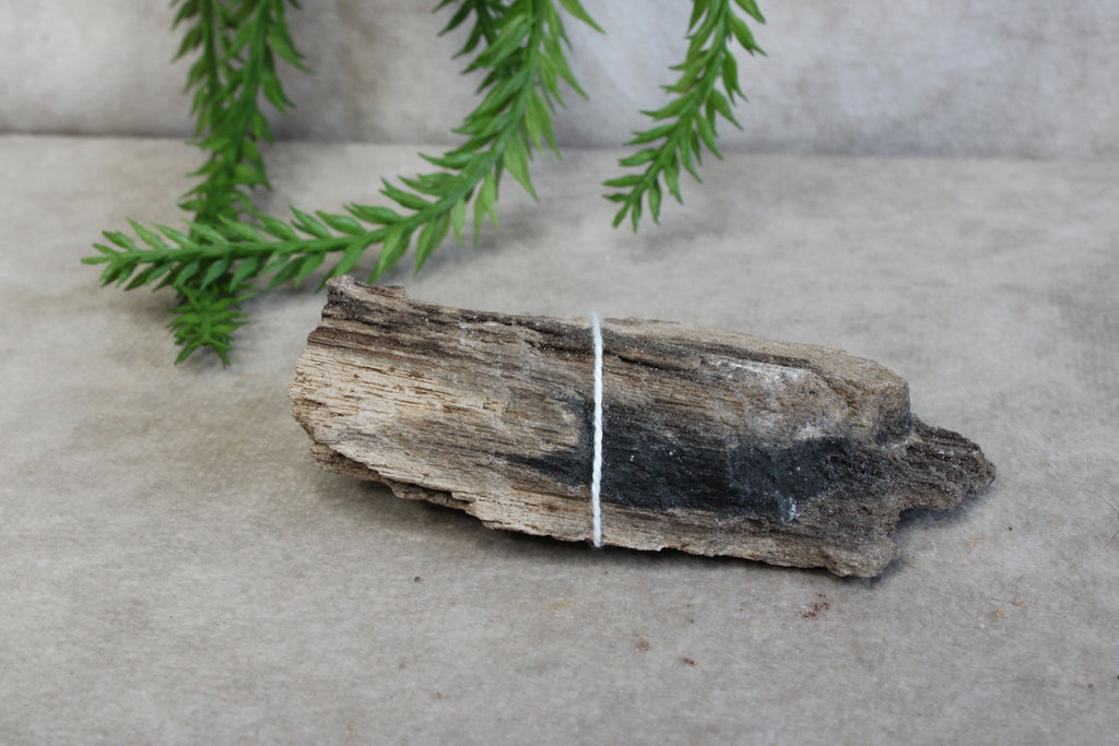 Versteend hout #8