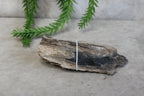 Versteend hout #8