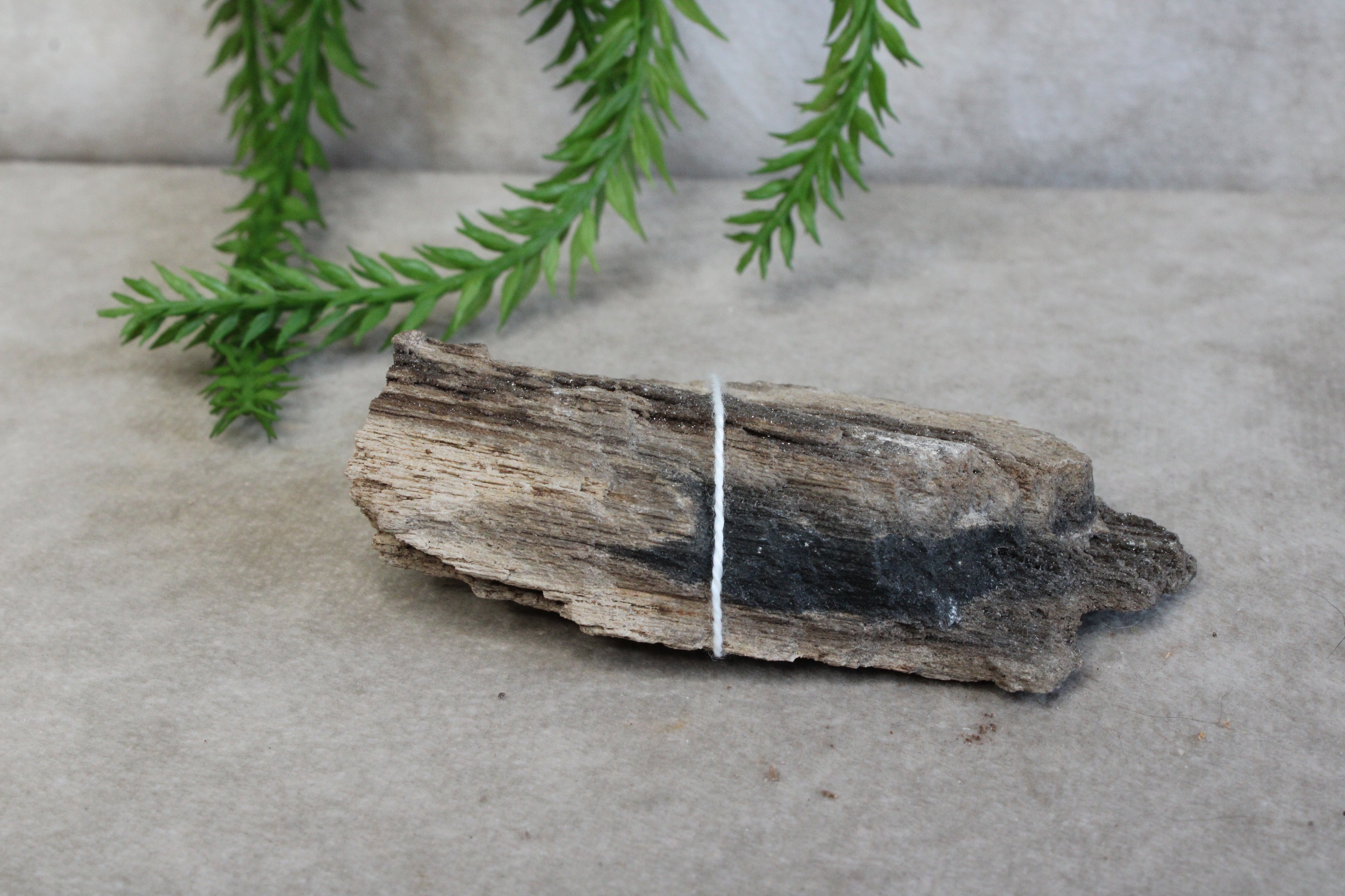 Versteend hout #8