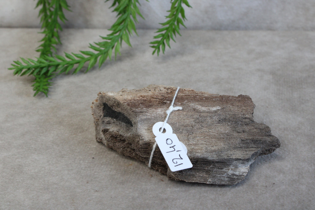 Versteend hout #8