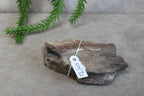 Versteend hout #8