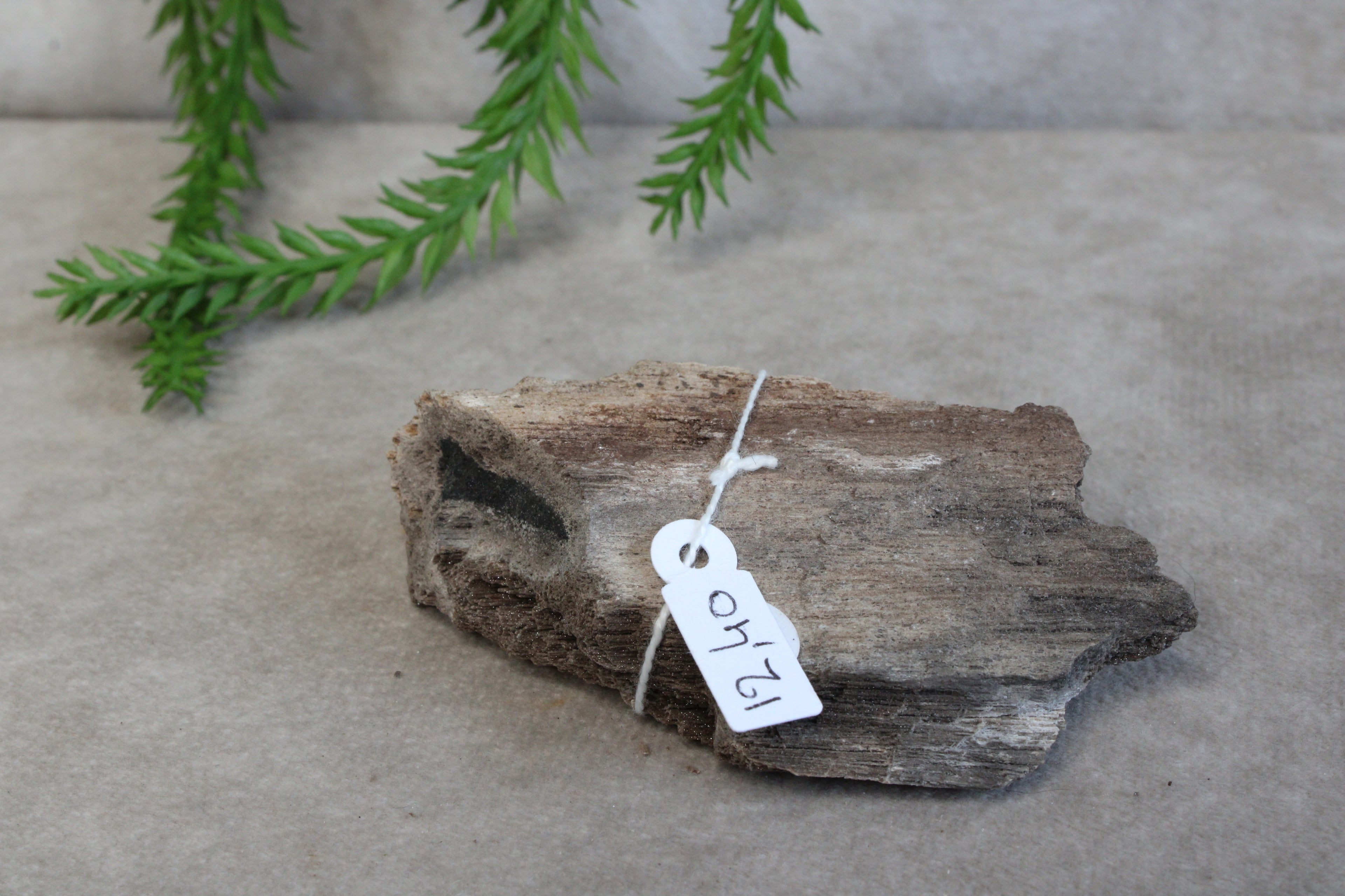 Versteend hout #8