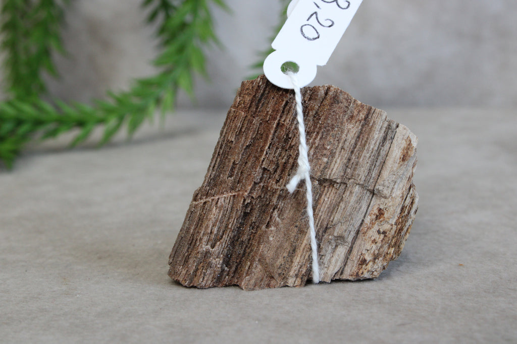 Versteend hout #9