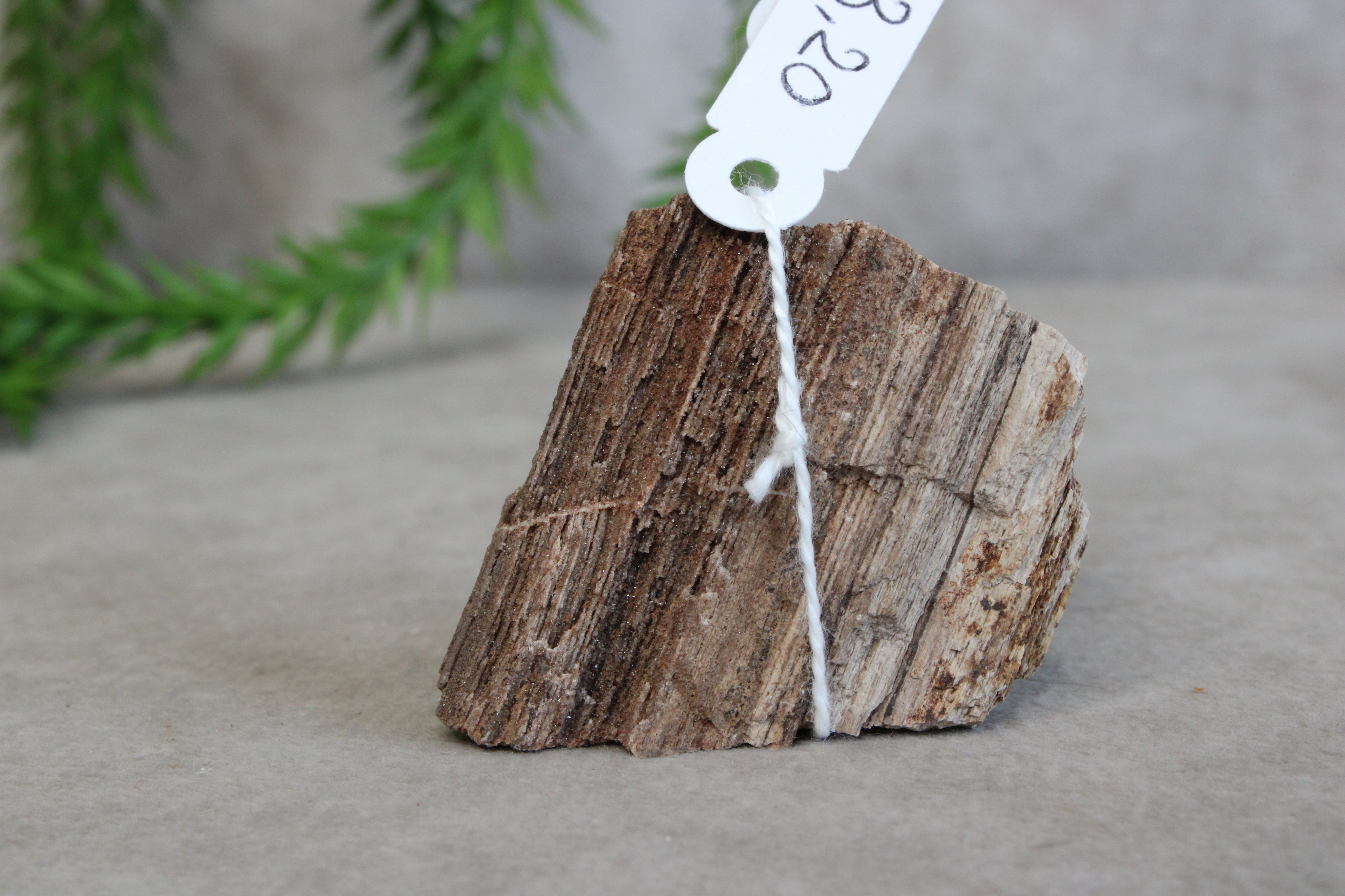 Versteend hout #9