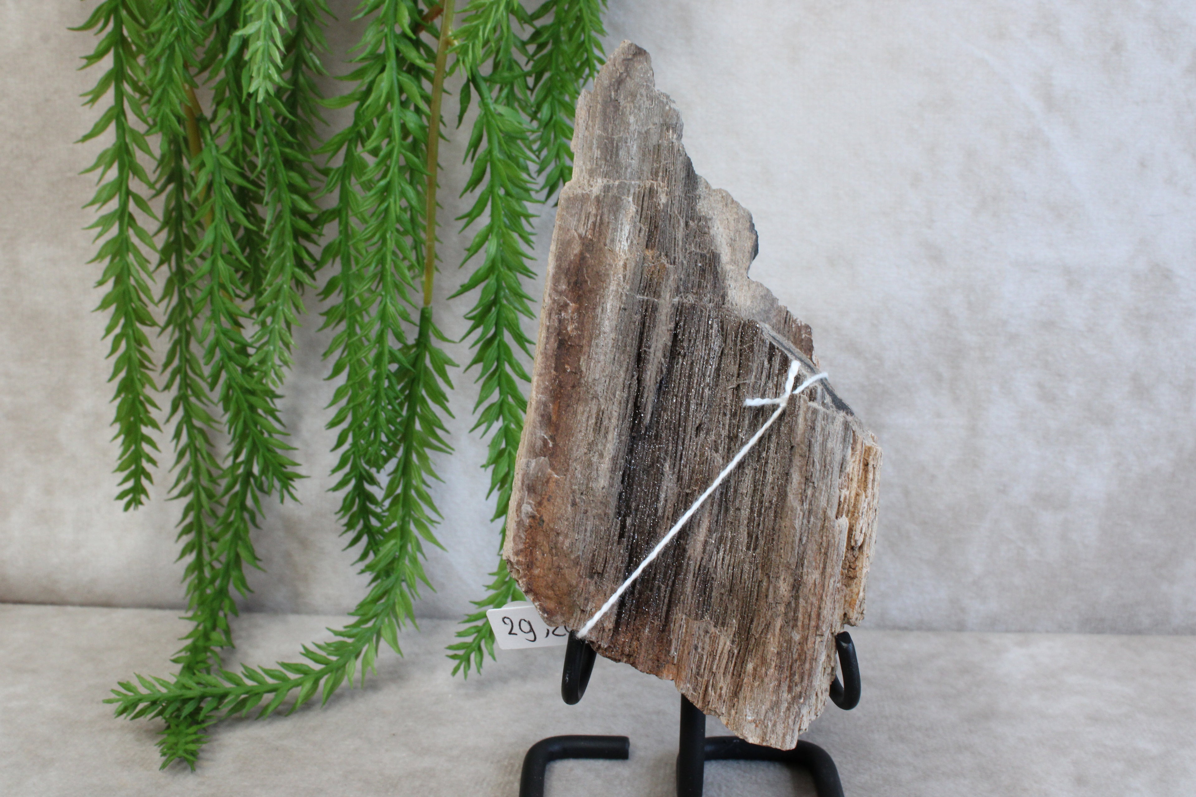 Versteend hout #11