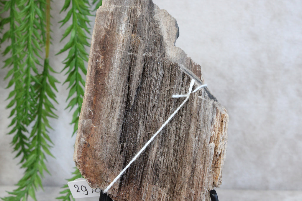 Versteend hout #11