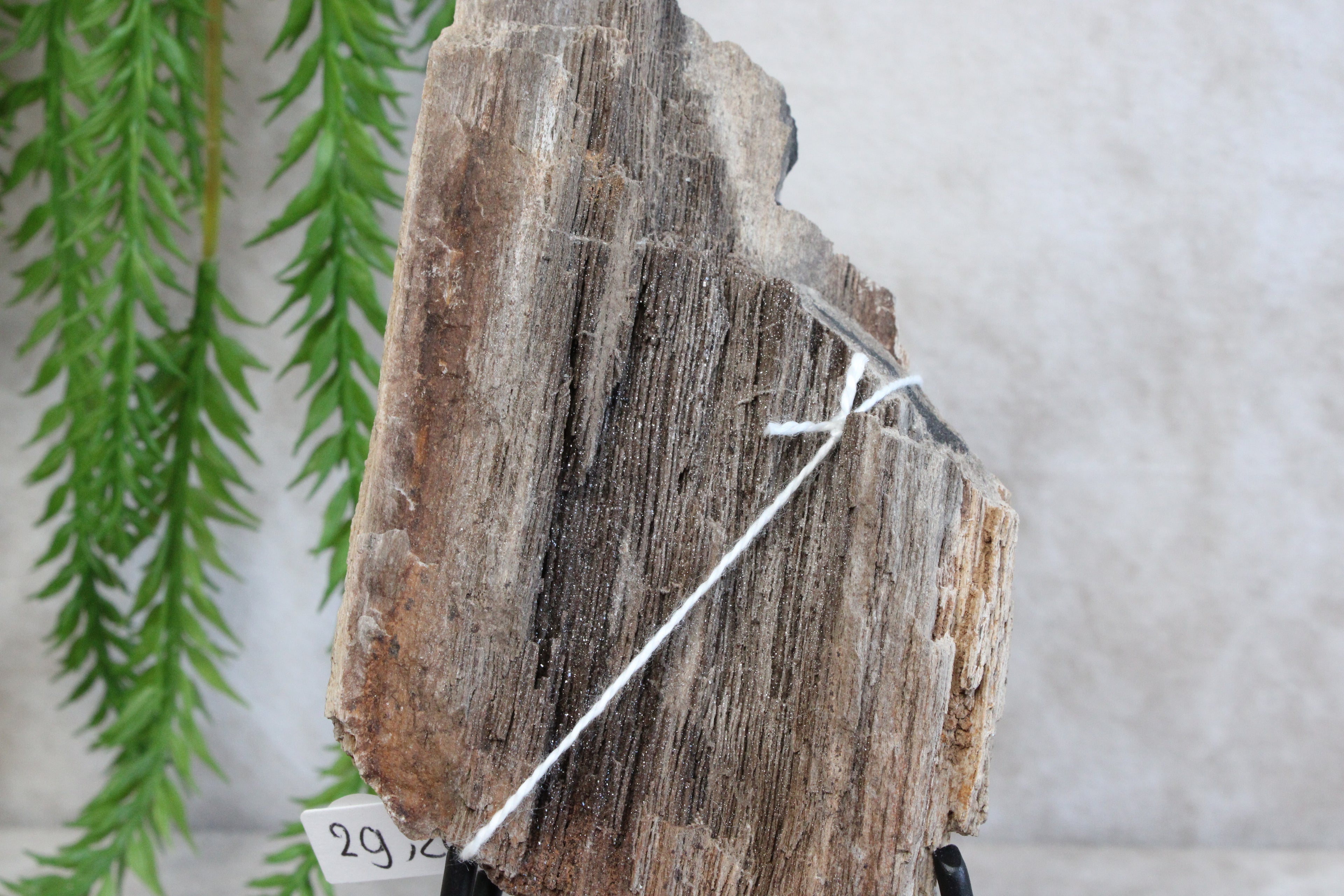 Versteend hout #11