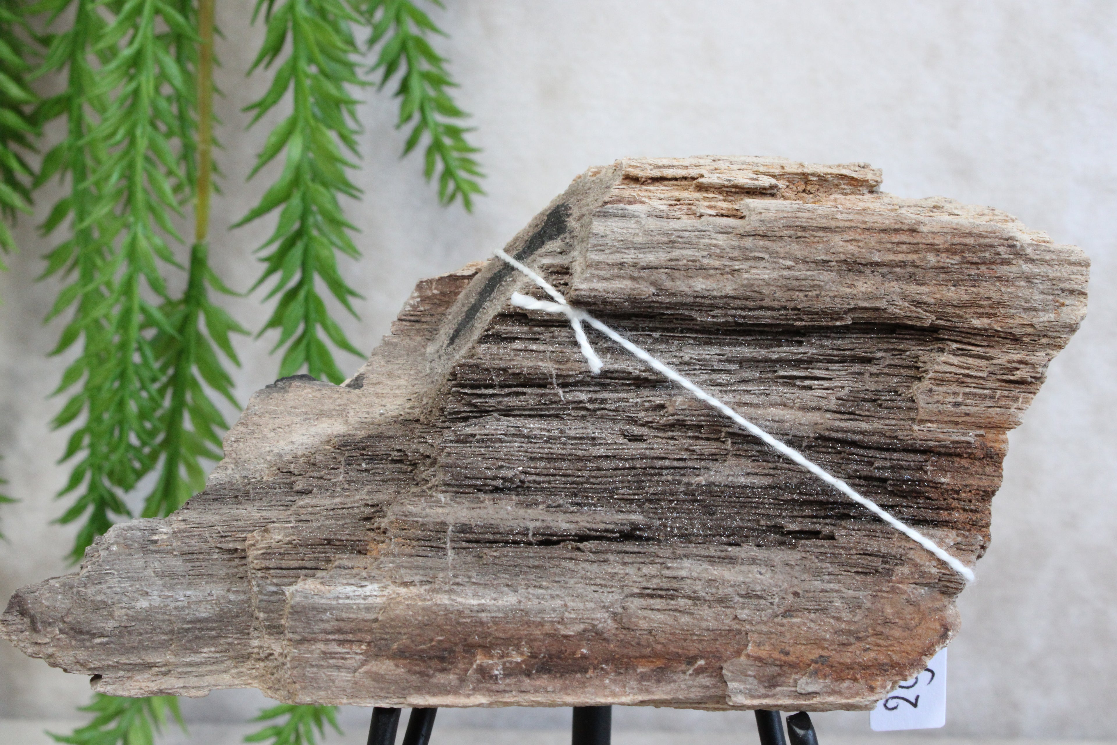 Versteend hout #11