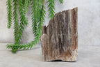 Versteend hout #12