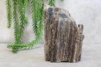 Versteend hout #12