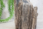 Versteend hout #12