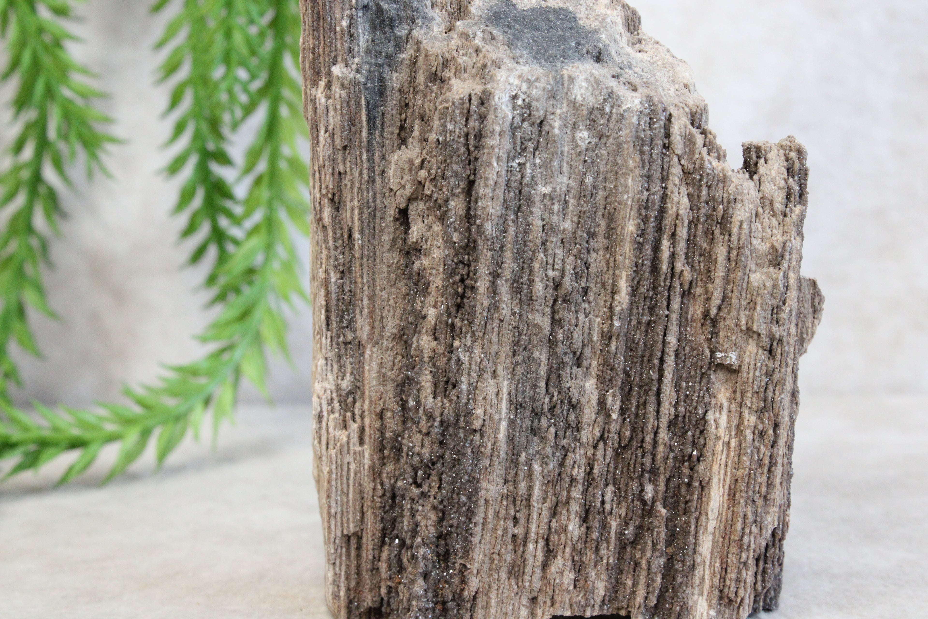 Versteend hout #12