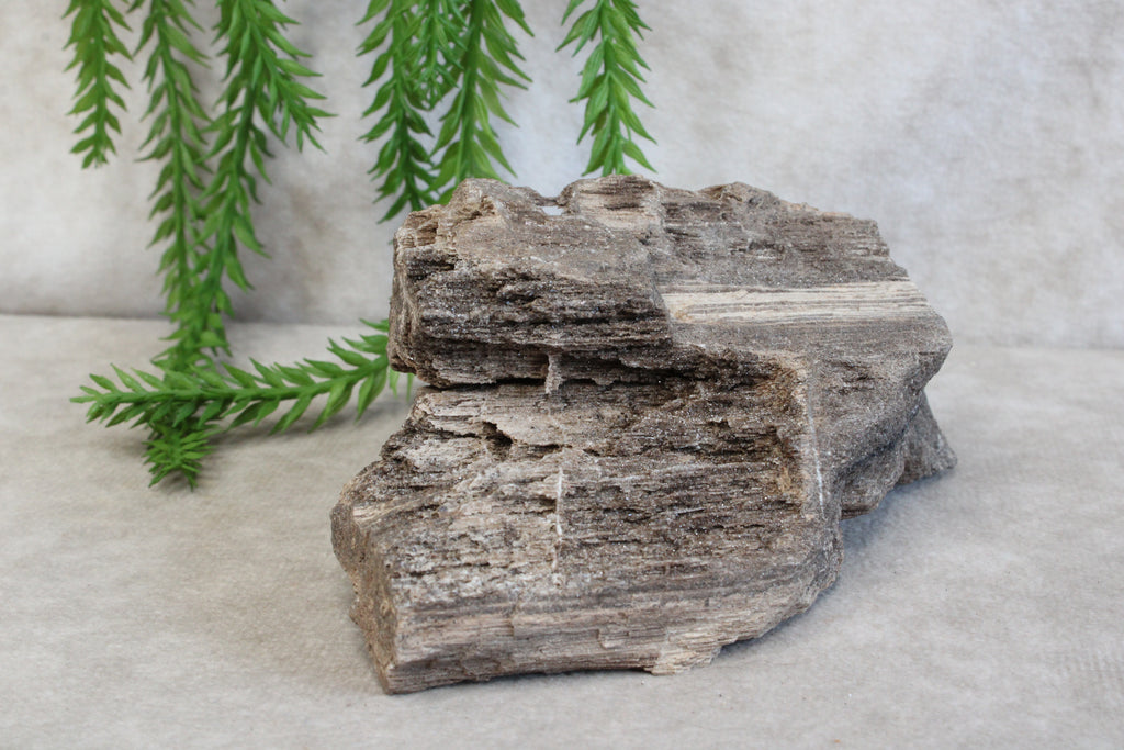 Versteend hout #13