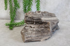 Versteend hout #13