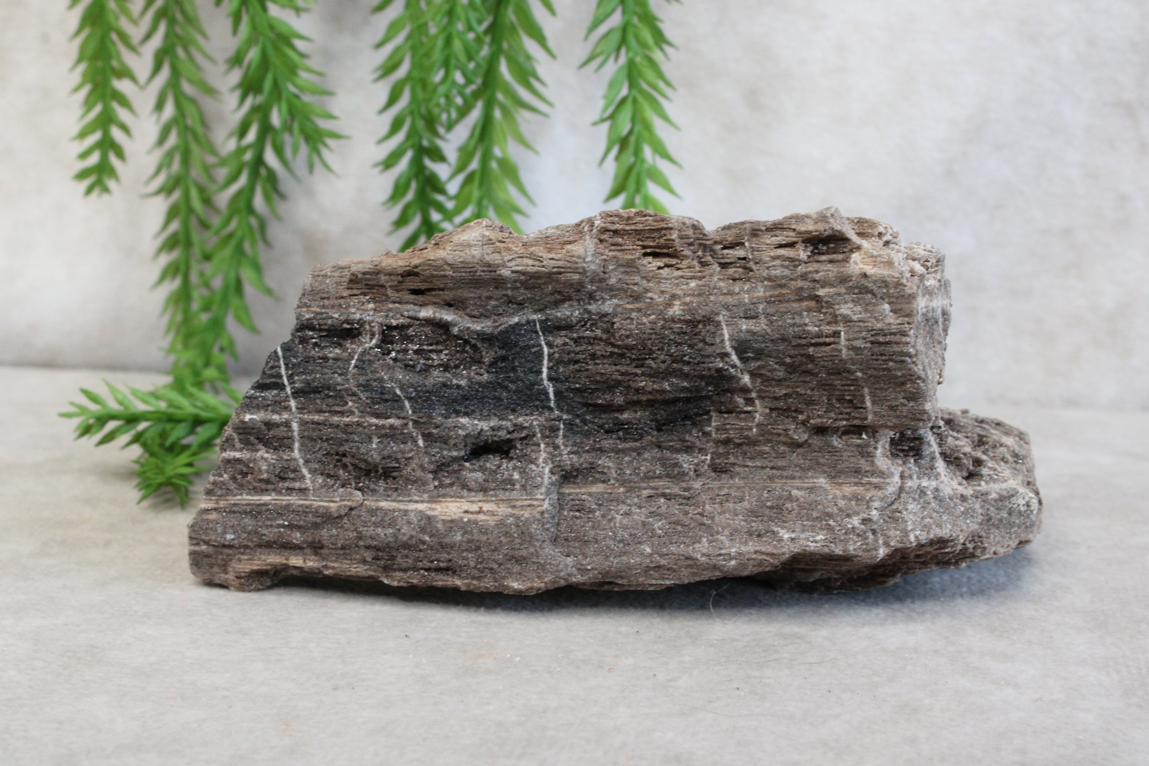 Versteend hout #13