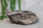 Versteend hout #13