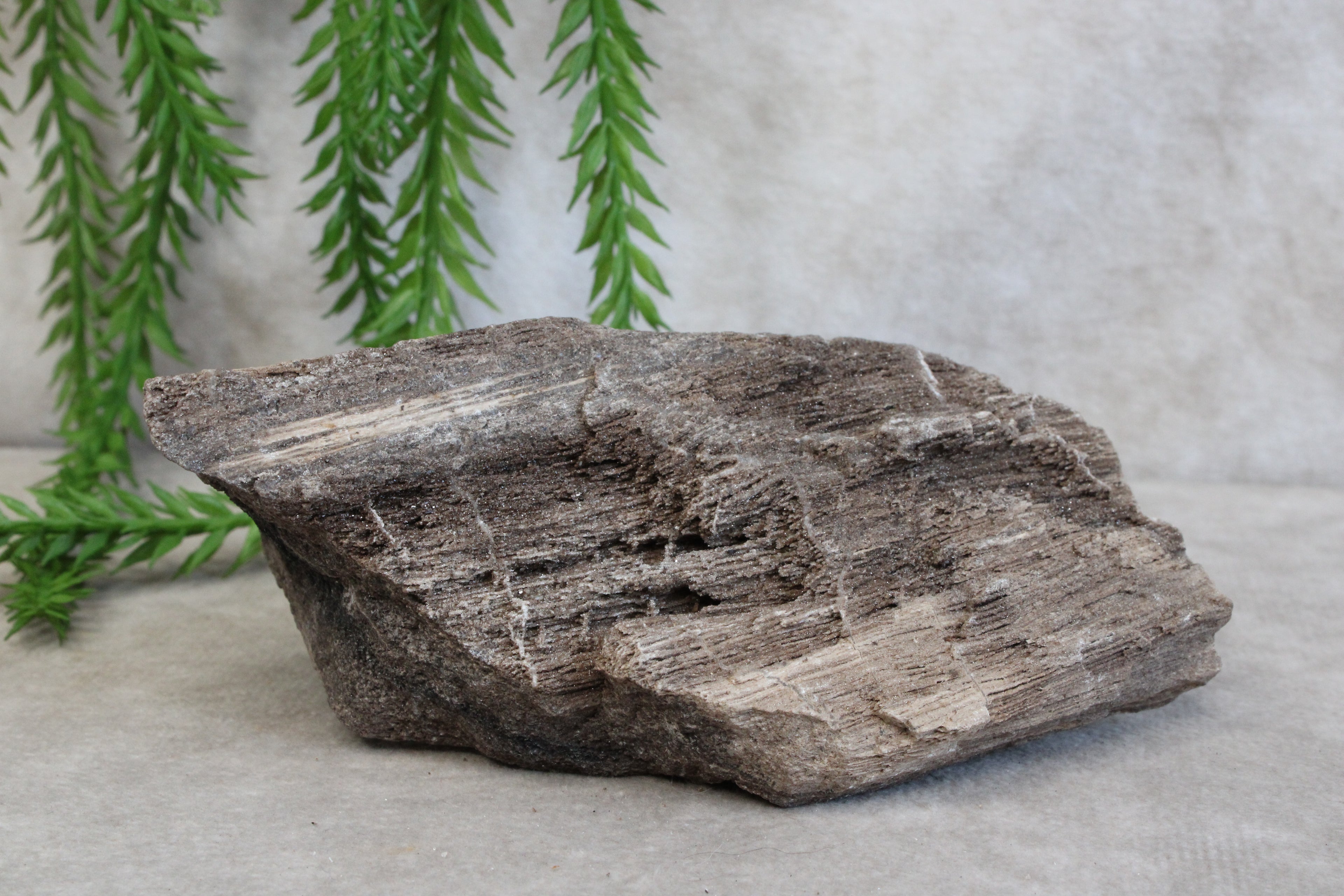 Versteend hout #13