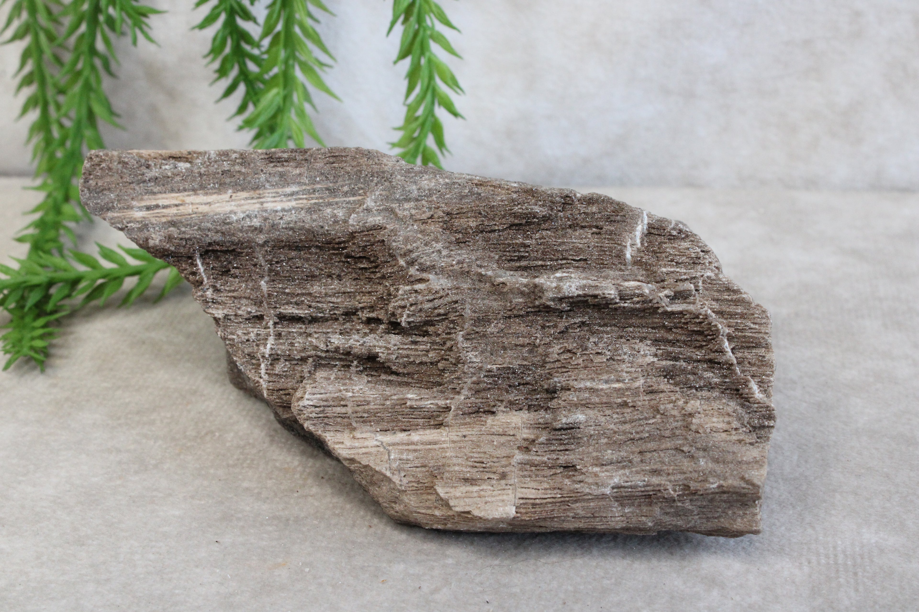 Versteend hout #13