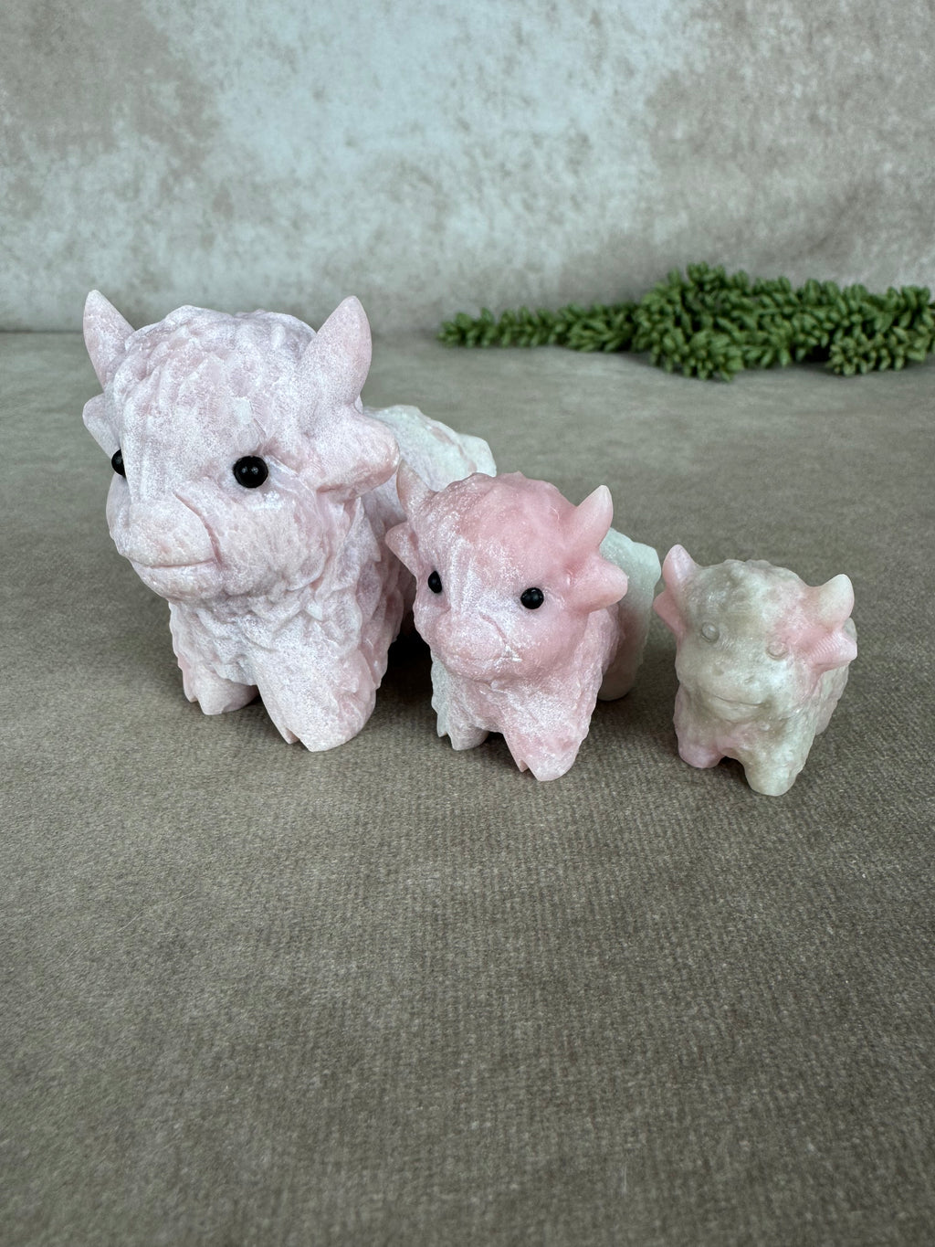 Schotse hooglander Roze opaal