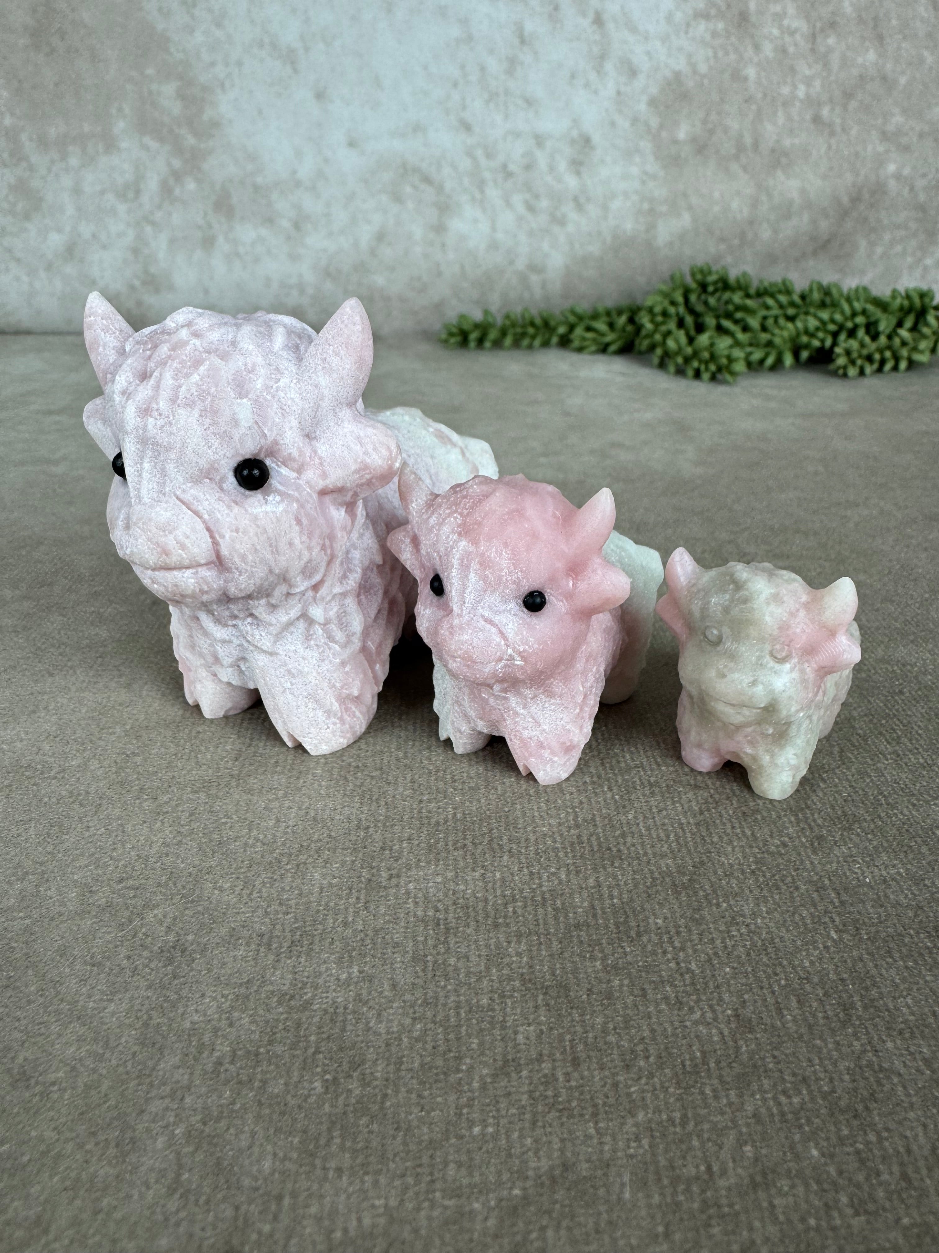 Schotse hooglander Roze opaal