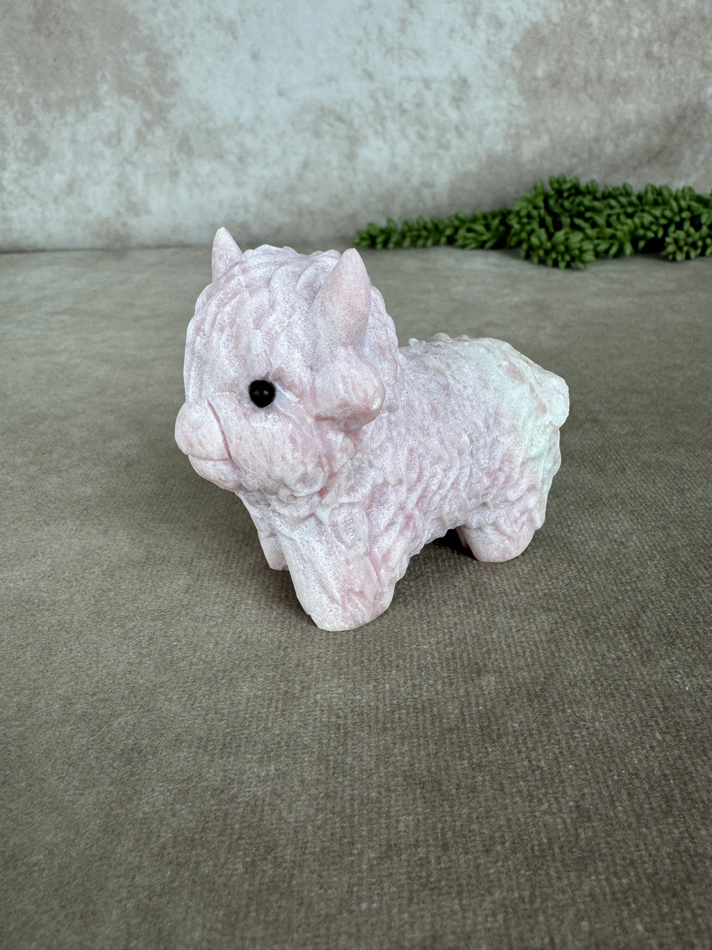 Schotse hooglander Roze opaal