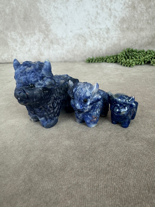 Schotse hooglander Sodaliet