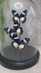 Stolp met 3 vlinders